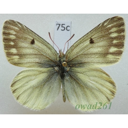 Colias sifanica Grum-Grshimailo, 1891 male China75c